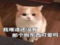 合肥瑶海区王韩服装网店