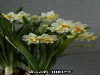 合肥瑶海区王韩服装网店